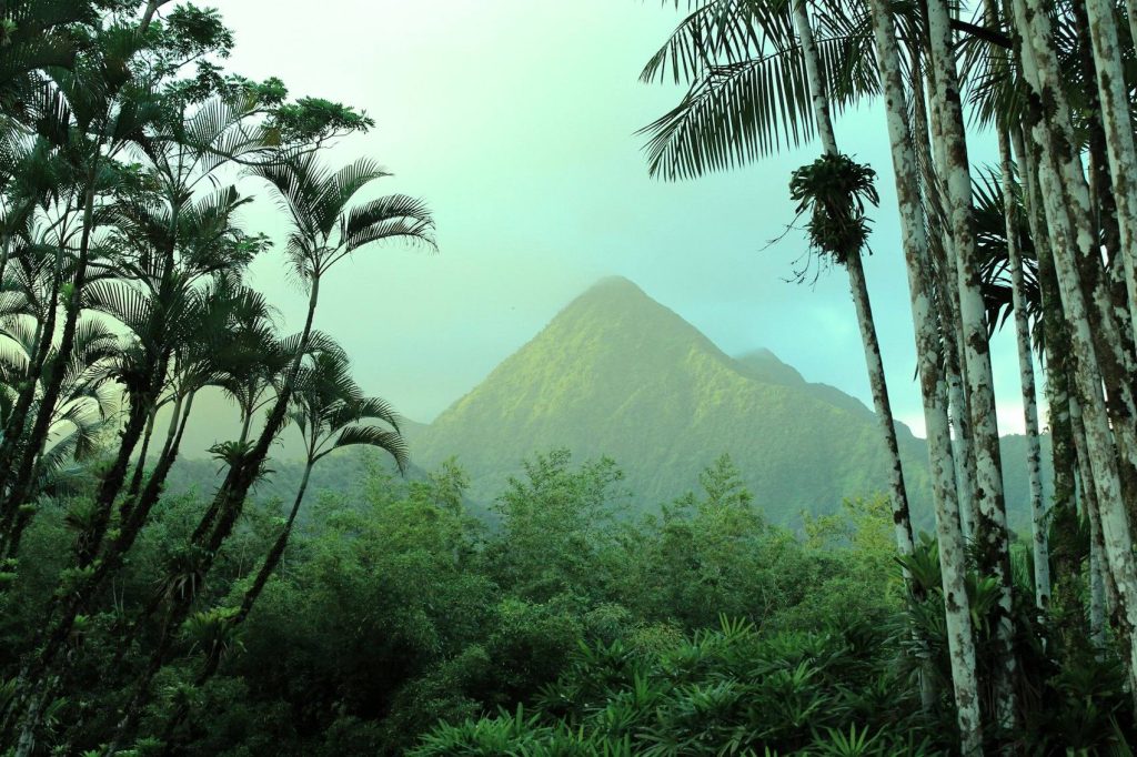 Palmiers et relief volcanique aux Antilles - photo d'illustration, monteur Girardin Ecofip
