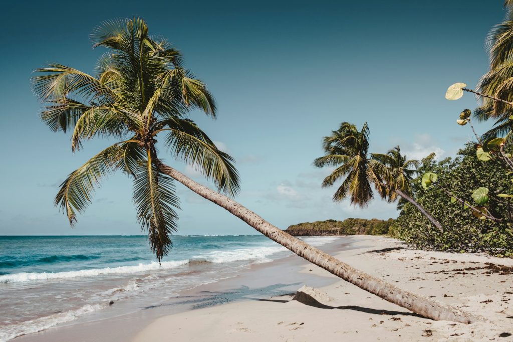 Cocotier penché au bord de la mer des Caraïbes - photo d'illustration, monteur Girardin Inter Invest Outre-mer